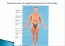 Muscle System 4페이지