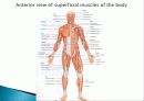 Muscle System 5페이지