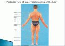 Muscle System 6페이지