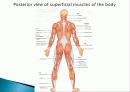 Muscle System 7페이지