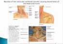 Muscle System 10페이지