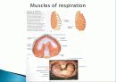 Muscle System 12페이지