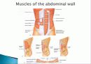 Muscle System 13페이지