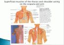Muscle System 14페이지