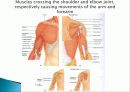 Muscle System 15페이지