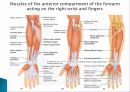 Muscle System 16페이지