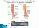 Muscle System 17페이지