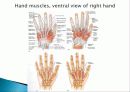 Muscle System 18페이지