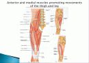 Muscle System 19페이지