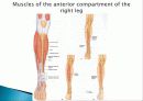 Muscle System 21페이지