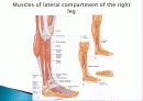 Muscle System 22페이지