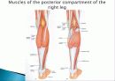 Muscle System 23페이지