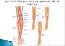 Muscle System 24페이지