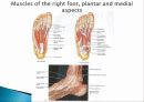 Muscle System 25페이지