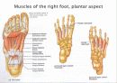 Muscle System 26페이지