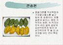 전통병과 실습 - 각지방 떡의 종류 51페이지