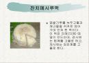 전통병과 실습 - 각지방 떡의 종류 55페이지