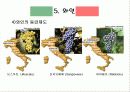 이탈리아 식문화 역사 35페이지