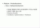 미생물의 정의 및 발견 현태와 분류 31페이지