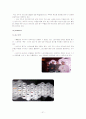 나이키 기업소개[마케팅,유통전략,STP 전략,SWOT 분석,4P,경쟁사 분석] 21페이지