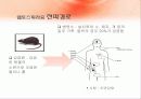 지구 온난화로 인한 질병 25페이지