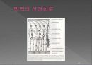통합신경과학 - 시각계 34페이지