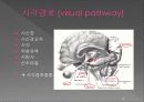통합신경과학 - 시각계 35페이지