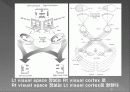통합신경과학 - 시각계 36페이지