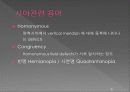 통합신경과학 - 시각계 38페이지