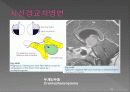 통합신경과학 - 시각계 43페이지