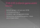 통합신경과학 - 시각계 50페이지