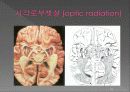 통합신경과학 - 시각계 53페이지