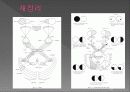 통합신경과학 - 시각계 63페이지