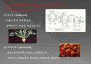 탄수화물 (carbohydrate)  14페이지