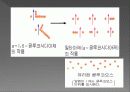 탄수화물 (carbohydrate)  19페이지