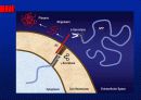 Alzheimer’s disease 16페이지