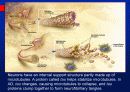 Alzheimer’s disease 17페이지