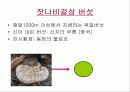 버섯의 종류와 그 효능 16페이지