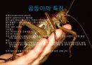 꼽등이 탐구생활 2페이지