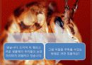 꼽등이 탐구생활 4페이지