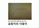 꼽등이 탐구생활 8페이지