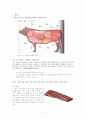 식품재료의 종류와 선택기준 한우 4페이지