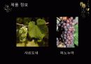 돔 페리뇽 와인 4페이지