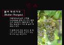 trockenbeerenauslese 5페이지