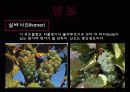 trockenbeerenauslese 6페이지