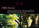 trockenbeerenauslese 7페이지