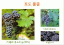와인 스크리밍 이글 &모스카토 10페이지