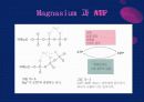 마그네슘(Magnasium) -미네랄 사령관 4페이지