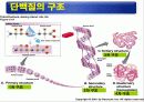 식품의 기본성분 (영양소와 건강) -물, 단백질, 탄수화물 등 16페이지