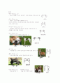 [애견미용] 개의 목적에 따른 구분 & 기초 견제학 6페이지